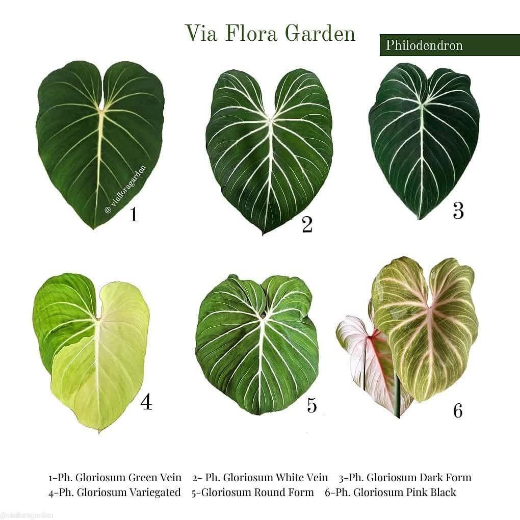 Philodendron Gloriosum Varieties Green Vein vs. White Verin vs. Variegated vs. Dark form vs. Round form vs. Pink Black