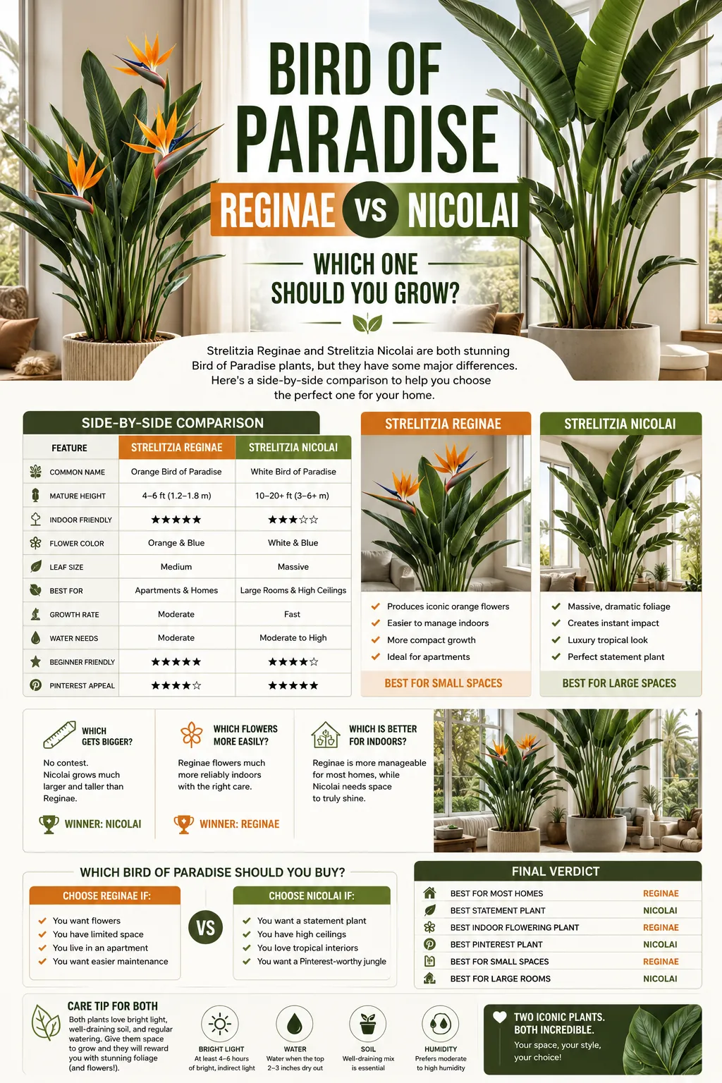 Bird of Paradise Reginae vs Nicolai: Which One Should You Grow?