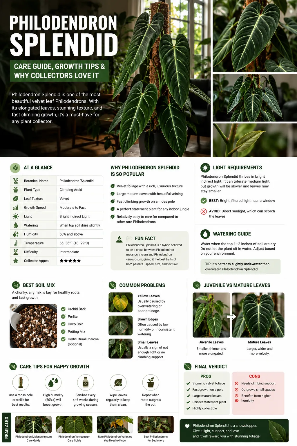 /media/content/2026/06/19/philodendron-splendid-care-guide-growth-tips-why-collectors-love-it.webp